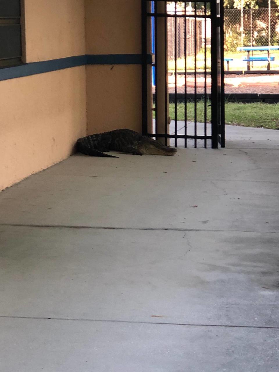 An alligator was found on the grounds of Palm View Elementary School in Palmetto in 2019. School officials said Florida Fish and Wildlife Conservation Commission officials were called to remove the 8-foot, 2-inch gator.