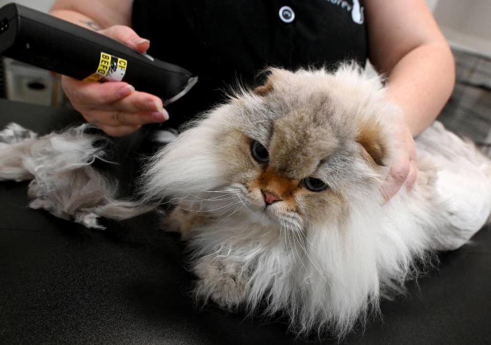 Mr. Pufferson gets a haircut at Fancy Felines, a cats-only grooming salon from owner Aubrey Bird.