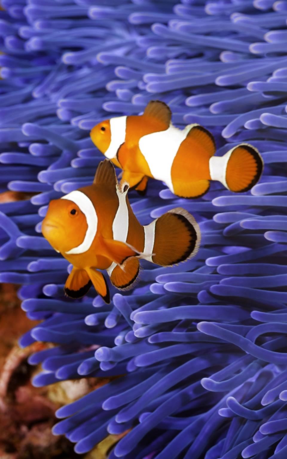 Den Clownfisch, auch Anemonenfisch genannt, kennen die meisten aus dem Animationsfilm "Findet Nemo". Dort verliert der arme Clownfisch Merlin seine Liebste an einen hungrigen Barrakuda. Weil Clownfische aber trotz des Clowns im Namen auch nach dem Tod des Partners monogam sind, muss Merlin fortan seinen Sohn Nemo alleine aufziehen. (Bild: iStock / Aneese)