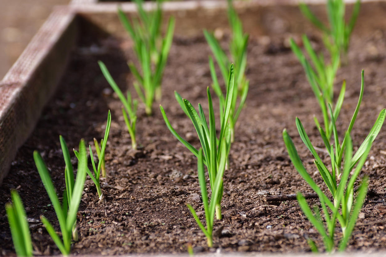  Garlic shoots growing in soil. 