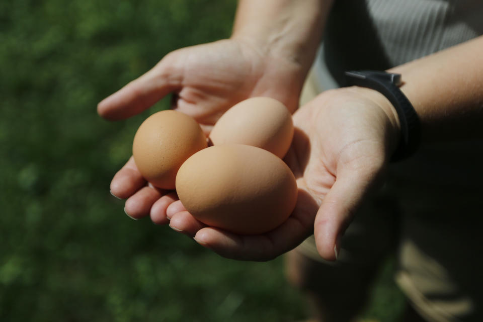 In this Sunday, Aug. 11, 2013 photo, Sandy Schmidt, who owns a portable chicken coop, shows three eggs that were laid this morning by her chickens at her home in Silver Spring, Md. "Eat local" is the foodie mantra, and nothing is more local than an egg from your own backyard. More and more urban and suburban dwellers are deciding to put up a coop and try chicken farming. (AP Photo/Charles Dharapak)