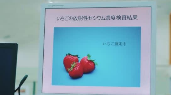  福島草莓採收後會檢測其輻射量是否符合標準。（圖／記者羅正輝攝影）