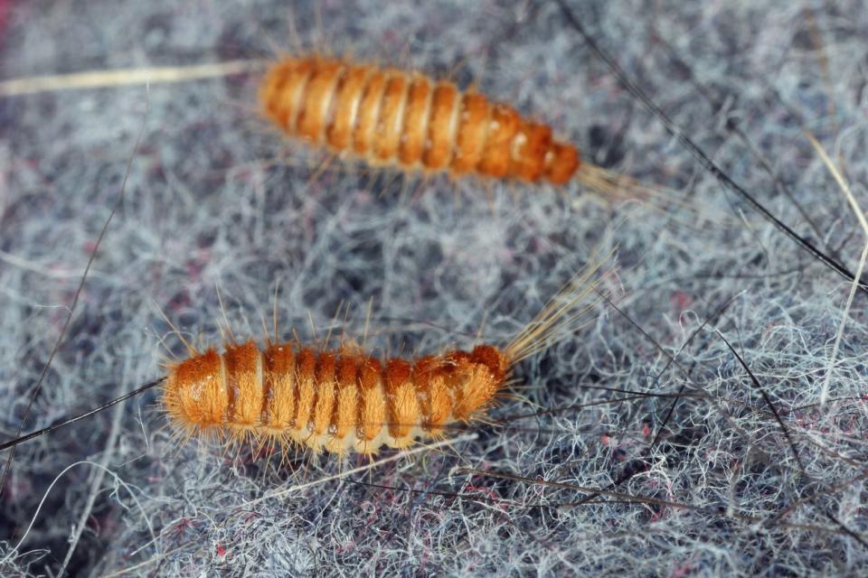 Two carpet beetle larvae on grey wooly fabric.