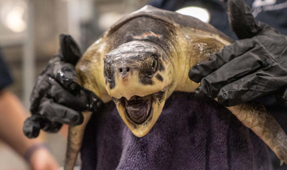 The aquarium said the turtles, which were rescued off the coast of New England, have been taken to their off-site care facility for temporary care and housing.