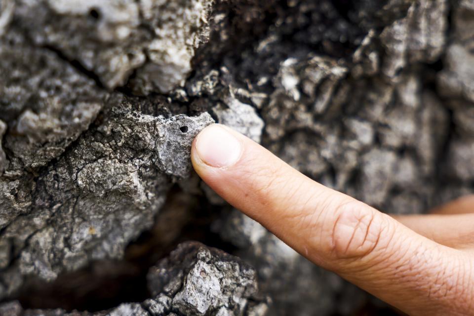 A finger points to a small hole on a tree's bark.