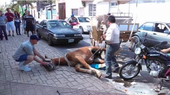 'Overworked' tourist carriage horse collapses in street 