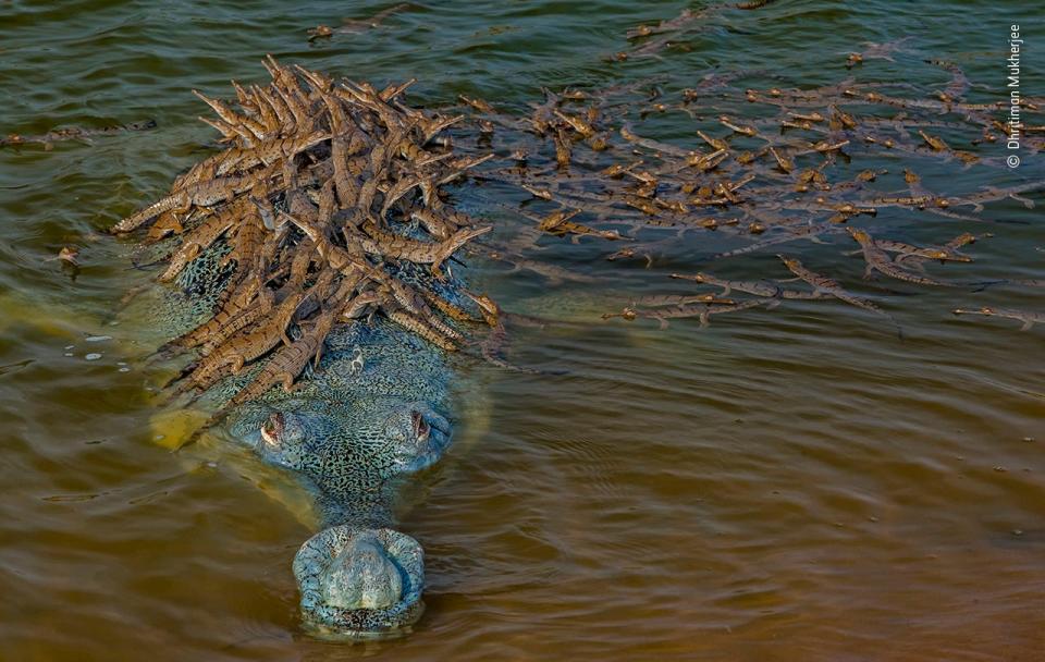 © Dhiritiman Mukherjee, Wildlife Photographer of the Year