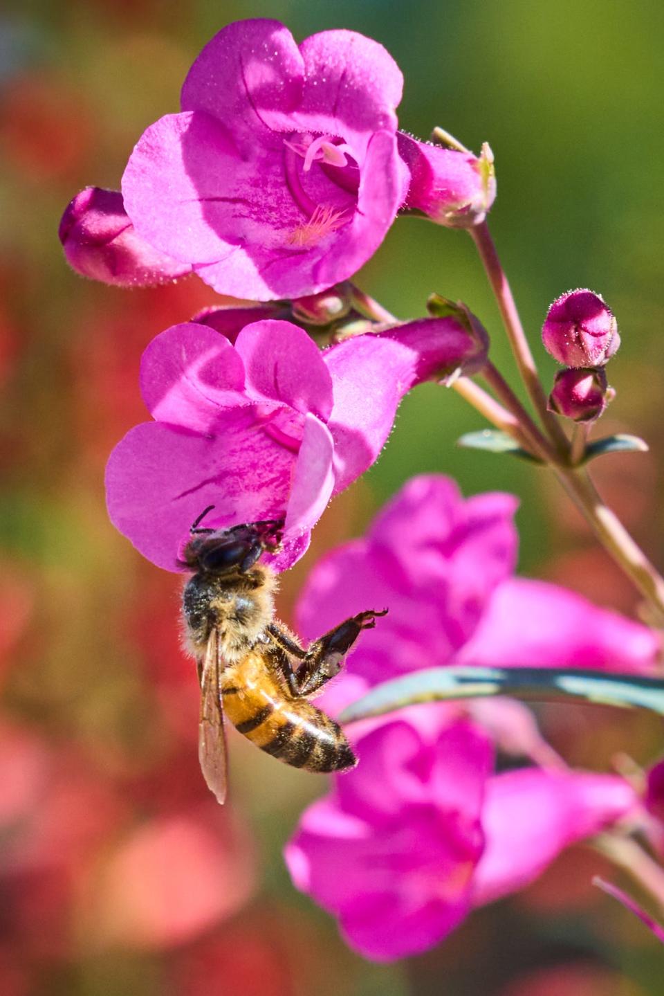 A bee pollinates the parry penstemon flowers in the front garden of Noelle Johnson's, aka AZ Plant Lady, Chandler home on Feb. 20, 2023.