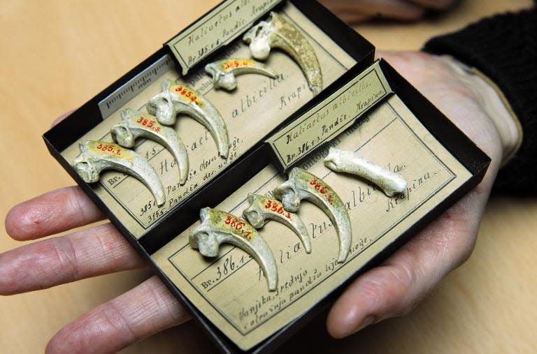 Man nimmt an, dass es sich hierbei um Neandertaler-Schmuck handelt, der vor 130.000 Jahren mit Adlerkrallen hergestellt wurde. - Copyright: AFP