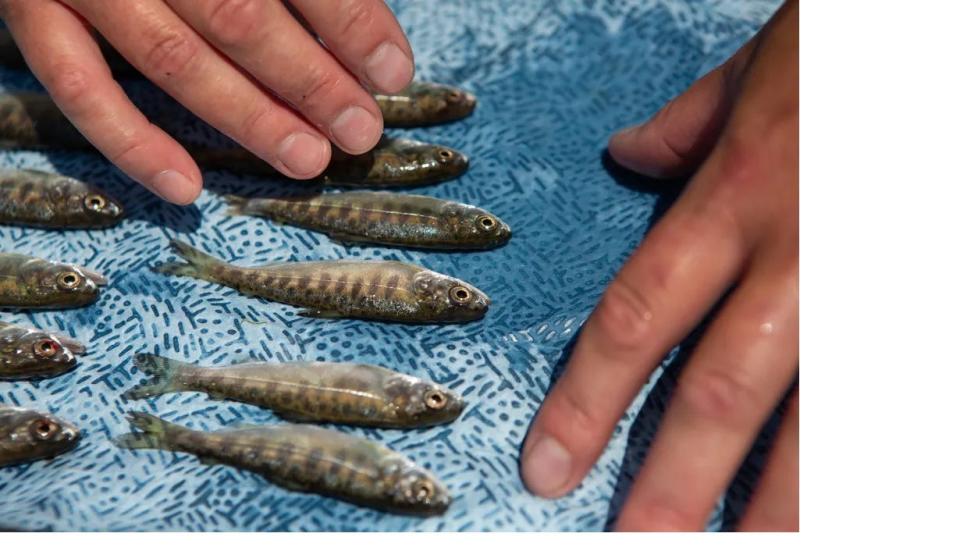 Young chinook salmon are collected for lab testing on the Klamath River near Weitchpec on July 20, 2023.