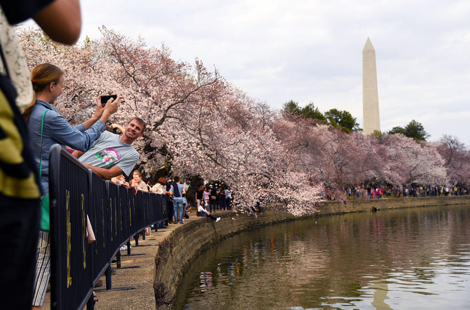 Washington’s cherry blossoms bloom despite cold snap