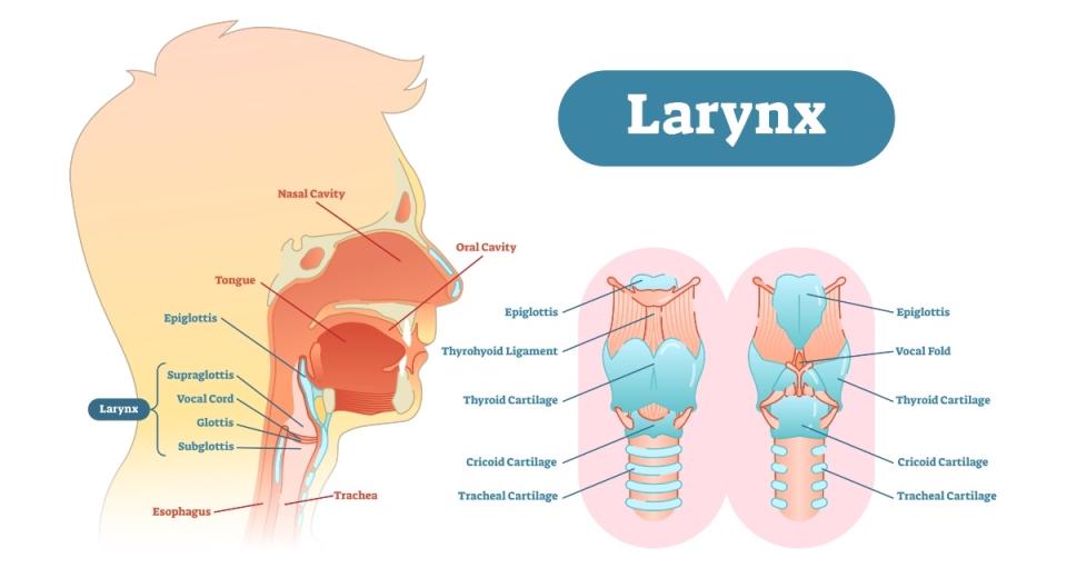 Larynx