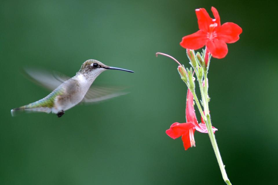 Offering a variety of flowers is another way to attract hummingbirds to your home.