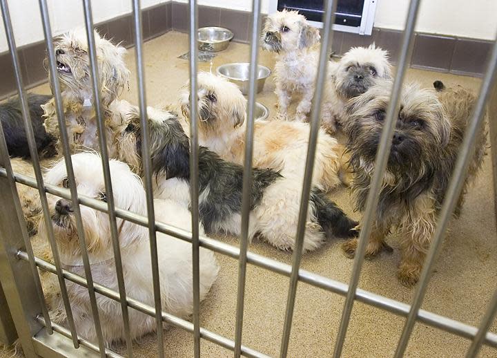 A kennel full of small dogs clamor for attention at the Apple Valley Animal Shelter in 2010.