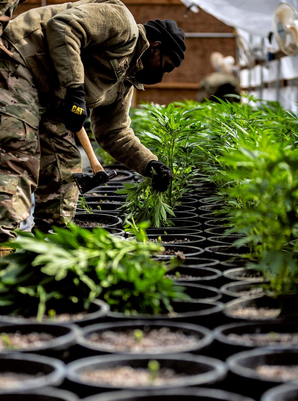 In this Feb. 22 photo, an Oklahoma Army National Guard member cuts marijuana plants during a multi-agency operation led by the Oklahoma Bureau of Narcotics and Dangerous Drugs Control at a illegal grow location in southern Oklahoma.