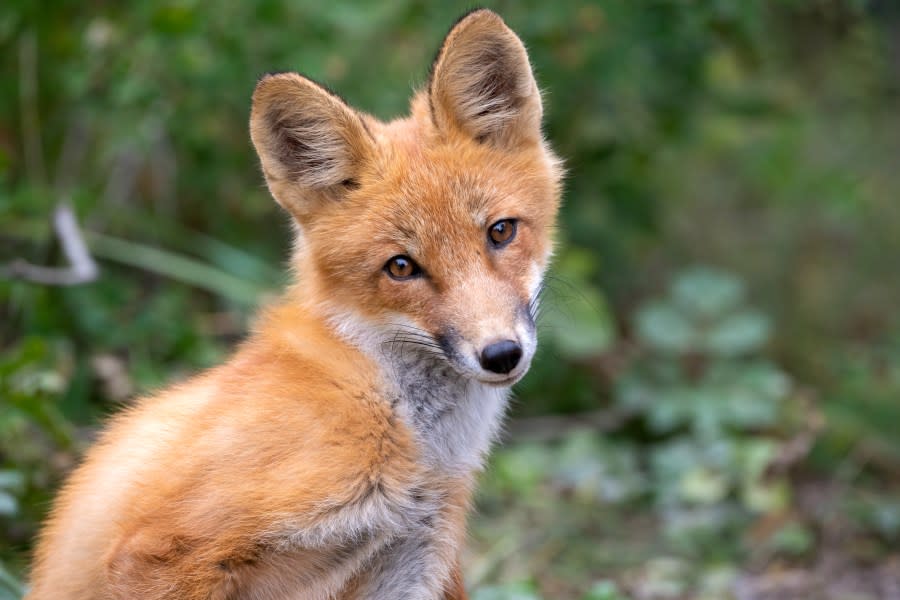 This is a portrait taken of a red fox kit in Lake Clark National Park, Alaska