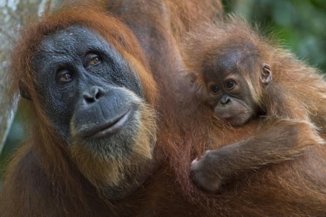 More than half of all apes, monkeys and other primates at risk of