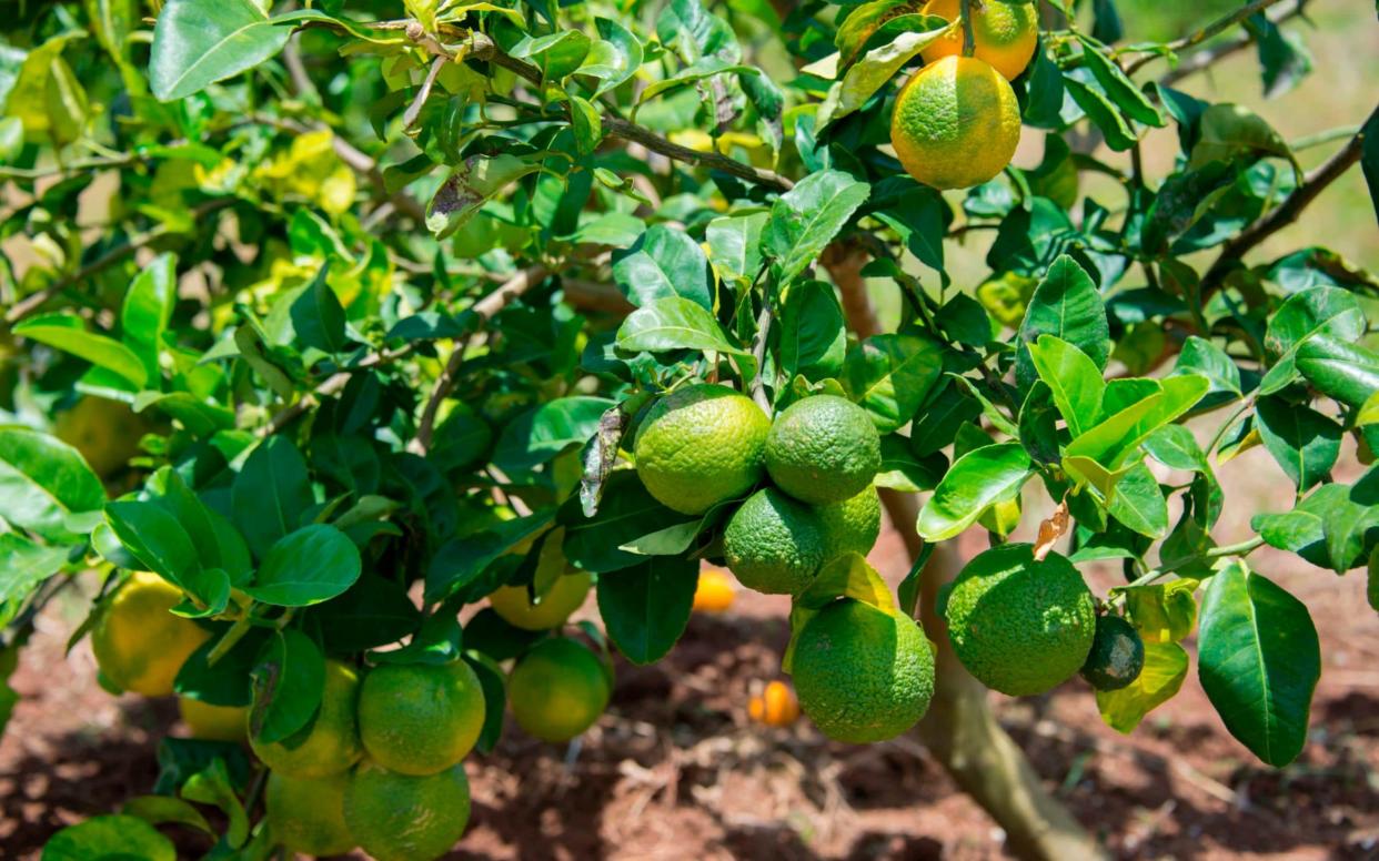 Researchers have warned the disease, known as 'yellow dragon disease' in China, is likely to strike the Mediterranean next - AFP