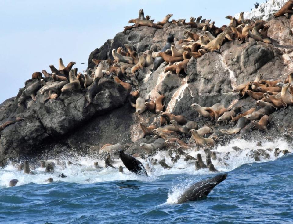 Sea Lions pictured on Lion Rock near the Diablo Canyon Power Plant.