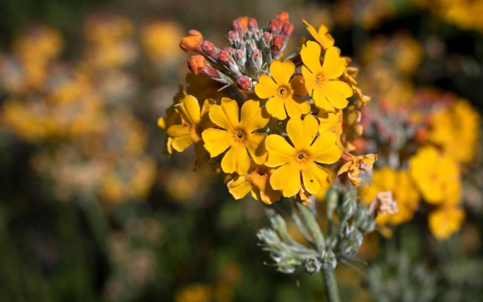 Primula Bulleyana - Rii Schroer