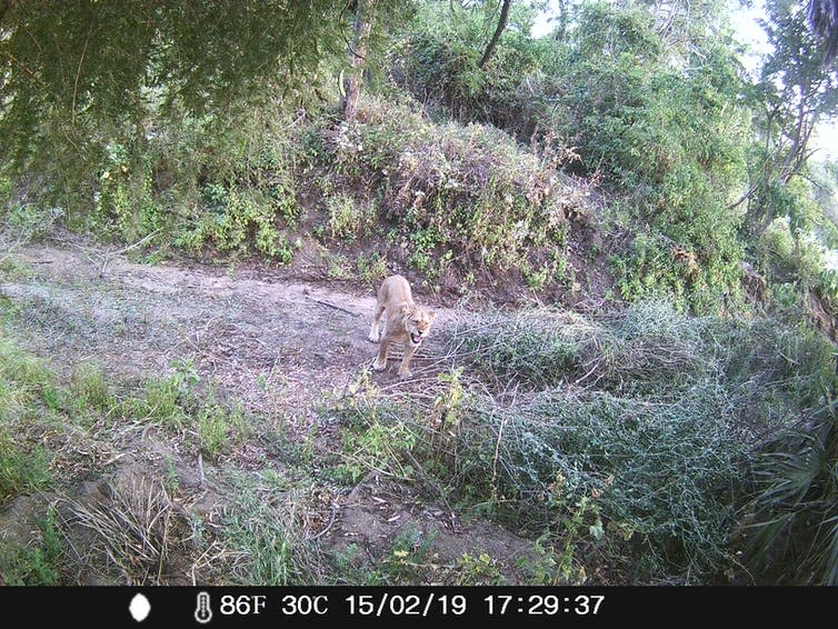 <span class="caption">Lion image from a camera trap in Dinder National Park, Sudan.</span> <span class="attribution"><span class="license">Author provided</span></span>