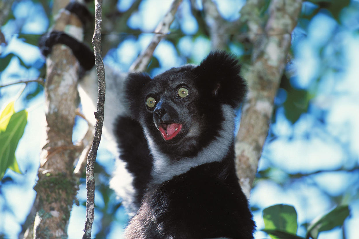 Indri indri Lemur JOUAN/RIUS/Gamma-Rapho via Getty Images