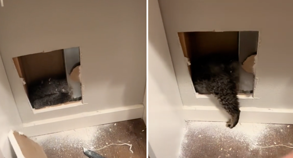 Left, the shock discovery of a cat with its grey tattered fur visible from the hole in the drywall. Right, the cat managed to free itself with help from the residents. 