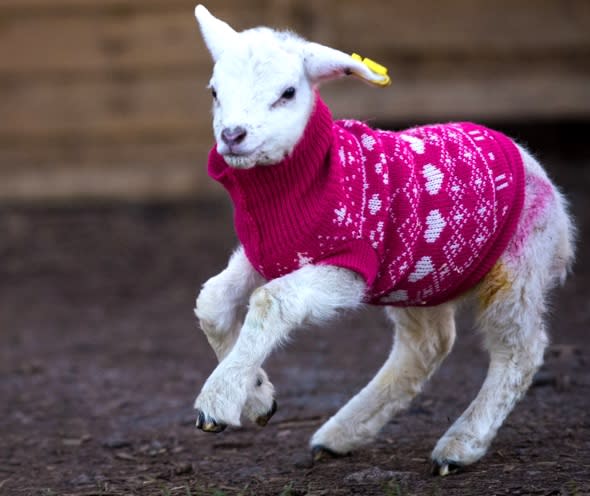 Cute pics: Mystery knitters donate jumpers for lambs