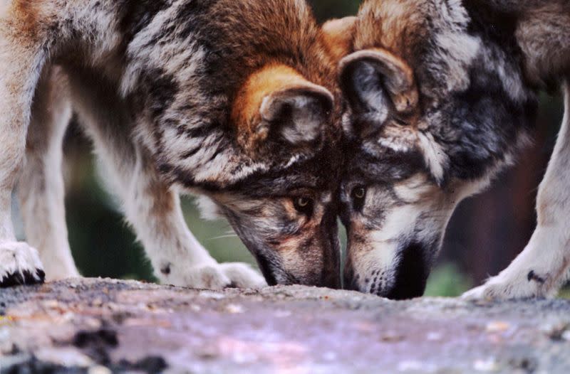 FILE PHOTO: TWO GRAY WOLVES IN COLORADO REFUGE.