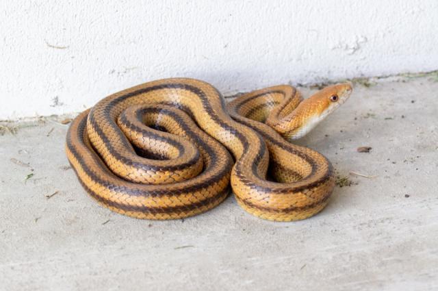 The No. 1 Sign There's a Snake in Your Bathroom — Best Life