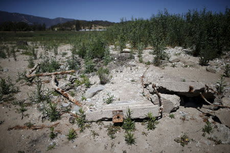 Rusty boat moorings lie on the dry bed of a part of Lake Casitas that was formerly under water in Ojai, California April 16, 2015. REUTERS/Lucy Nicholson