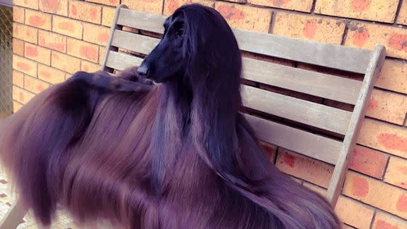 Https%3a%2f%2fblueprint-api-production.s3.amazonaws.com%2fuploads%2fcard%2fimage%2f256810%2fafghanhound