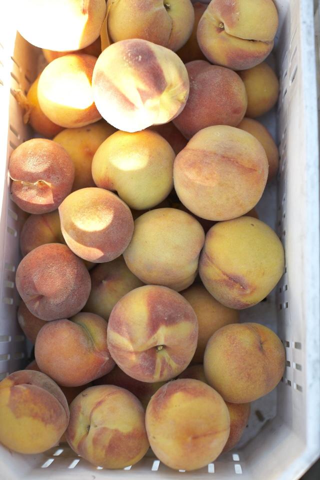 Clingstone vs Freestone Peaches – Pearson Farm