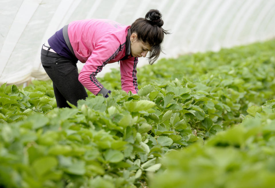 (GERMANY OUT) DEU , GERMANY : A Romanian seasonal worker is harvesting strawberries near Bornheim  (Photo by Unkel/ullstein bild via Getty Images)