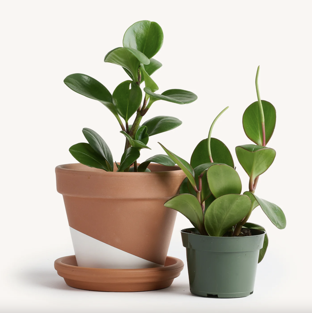 <p><a href="https://go.redirectingat.com?id=74968X1596630&url=https%3A%2F%2Fheyhorti.com%2Fproducts%2Fpeperomia-green&sref=https%3A%2F%2Fwww.goodhousekeeping.com%2Fhome%2Fgardening%2Fg36026908%2Fbest-office-plants%2F" rel="nofollow noopener" target="_blank" data-ylk="slk:Shop Now;elm:context_link;itc:0;sec:content-canvas" class="link rapid-noclick-resp">Shop Now</a></p><p>Peperomia Green</p><p>$18.00</p><p>heyhorti.com</p>