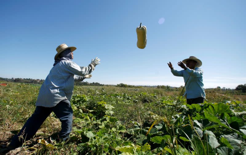 Las granjas estadounidenses dependen en gran medida de los inmigrantes para recoger los productos. REUTERS/Mike Blake/Archivo Foto