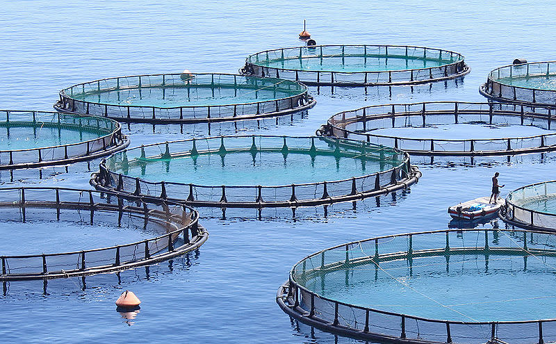 Instalaciones de acuicultura cercanas a la costa. (Imagen CC vista en Wikipedia).