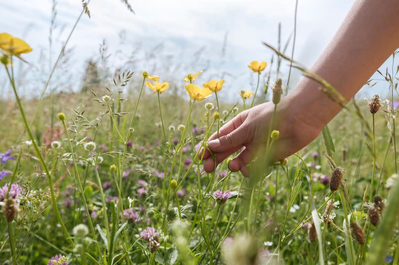 Sow a mini wildflower meadow in the smallest of spaces to encourage wildlife