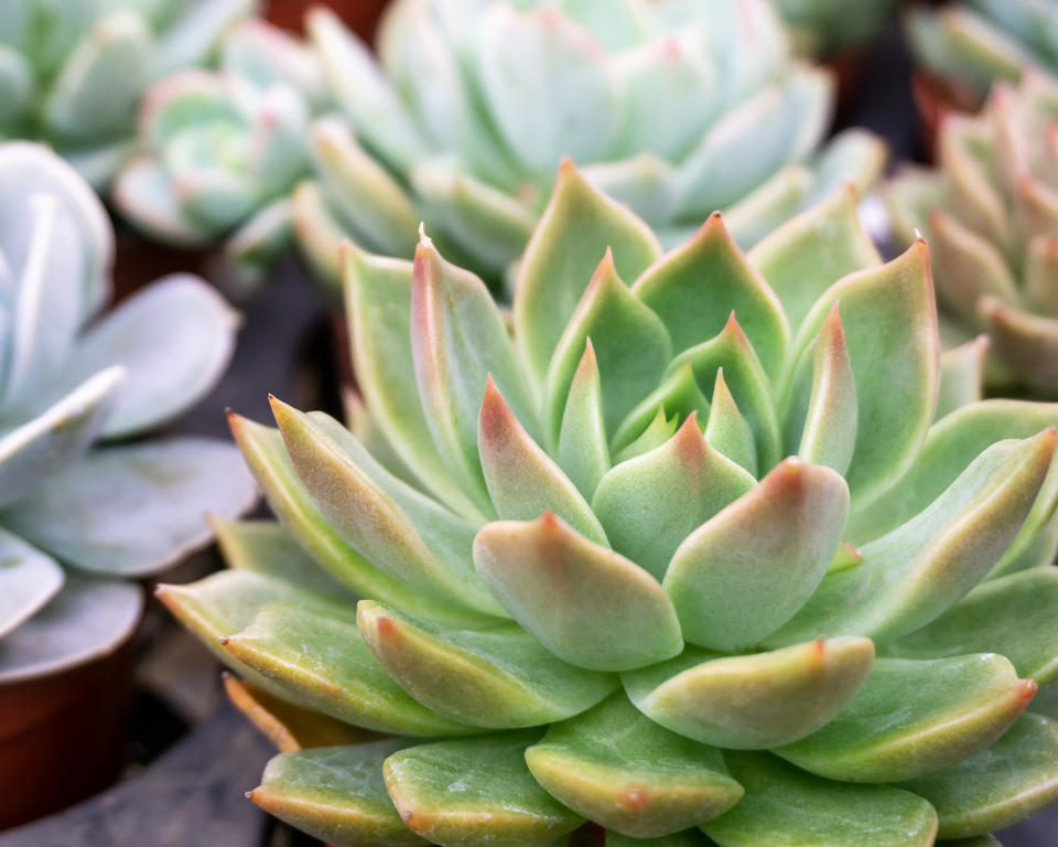 <p> These compact succulents are loved for their colorful leaf rosettes that resemble tiny waterlilies. Choose from jade green, deep purple, pink or pale blue-green leaves, or one of the variegated forms, and pot them up individually or in groups to create a colorful, textured display.&#xA0; </p> <p> Echeverias are low maintenance indoor plants which also flower reliably, producing lantern-shaped orange, red or pink flowers on long stems in spring and summer, and they can be taken outside and added to your succulent garden after the frosts in spring.&#xA0; </p> <p> Water these indoor succulents from spring to the end of summer when the top of the compost feels dry and feed once a month during the same period with a half-strength balanced liquid fertilizer. Reduce watering in fall and winter, applying just enough to prevent the leaves from shrivelling. </p>