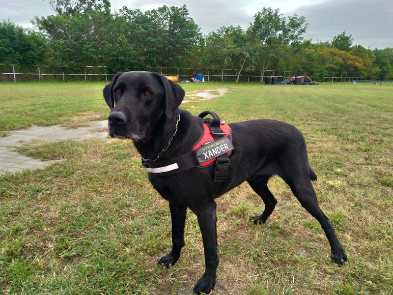 台東縣消防局搜救犬「山大（Xander）」因將滿8歲，已不堪負荷搜救犬的高強度訓練，目前正尋找有緣人士領養照顧。（翻攝自臺東犬壘打-臺東縣消防局搜救犬臉書）