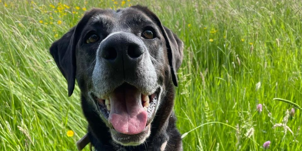 britain's loneliest dog still looking for forever home after going into care in 2020