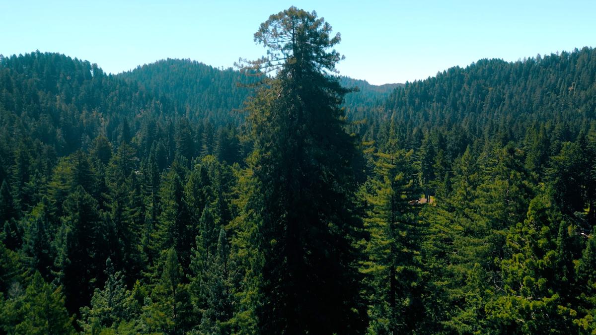 Berry Picking at its Best - Save the Redwoods League