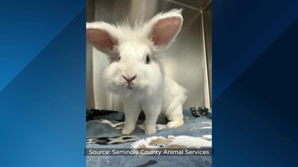 Shelter officials encourage adopters of the “pocket pets” to do their research on the animals before they chose to adopt.