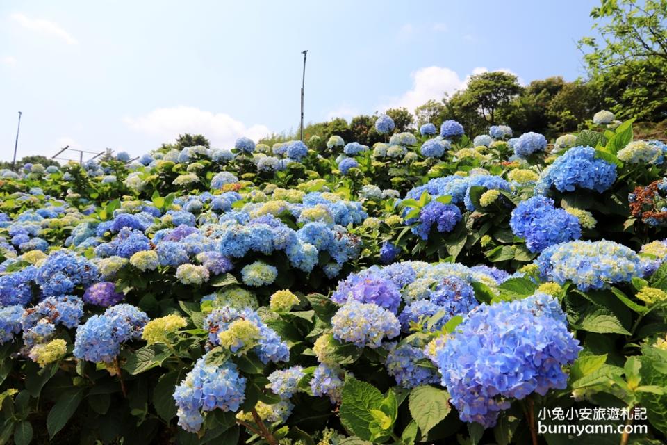 新北景點｜高家繡球花田萬里第三園區