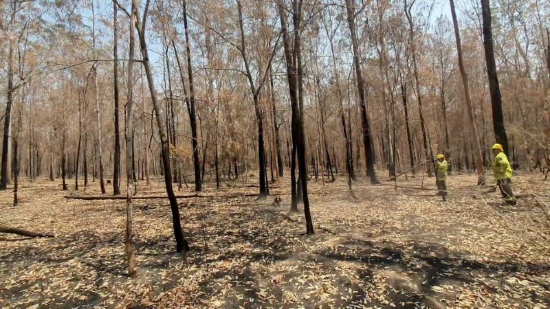 Taylor, a koala detection dog, sits beneath a tree after sniffing out a koala above it at bushfire-affected Taree, New South Wales, Australia