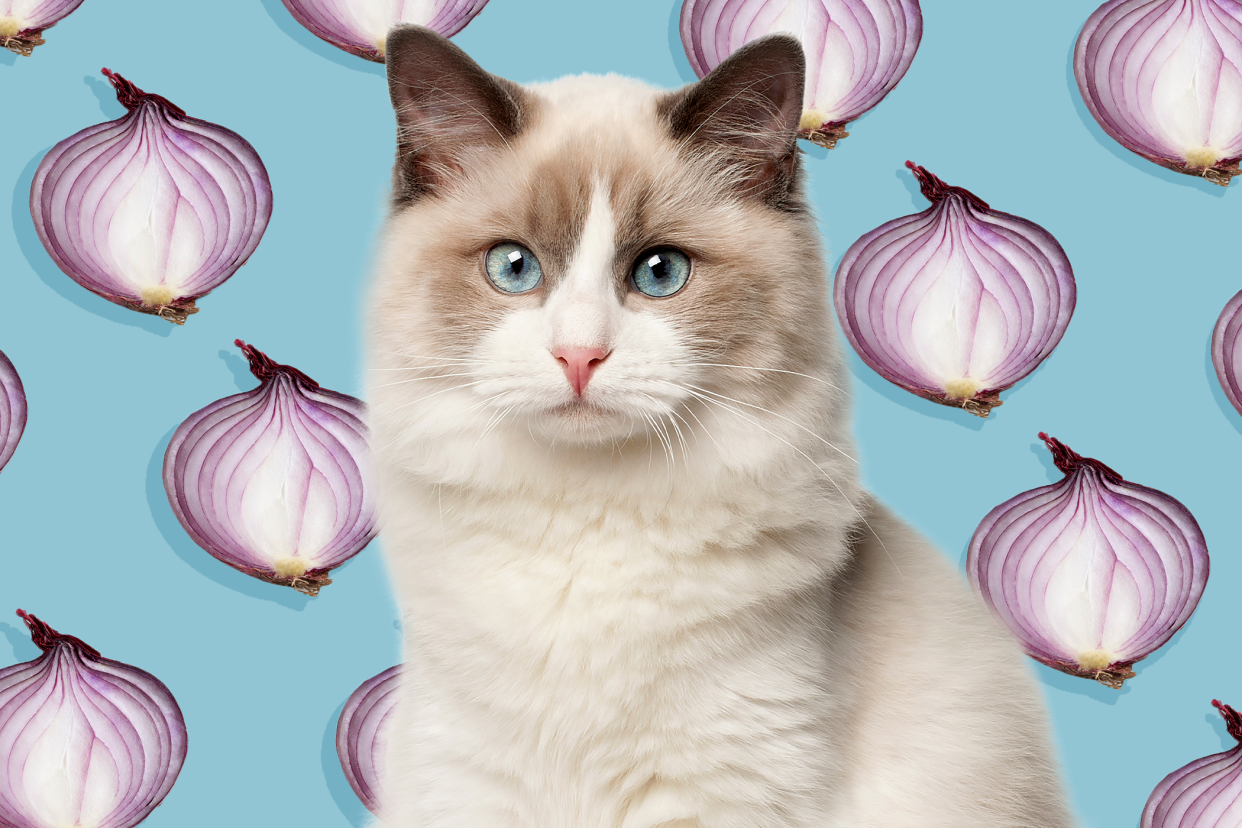 cat with onions in the background; can cats eat onions