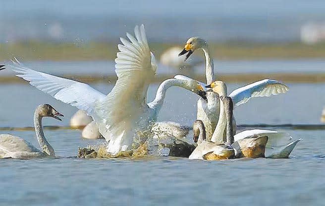 候鳥在鄱陽湖嬉戲。圖：許南平