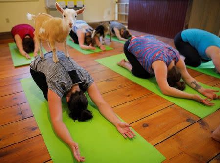 A goat climbs on Kylie Kennedy during a yoga class with eight students and five goats at Jenness Farm in Nottingham, New Hampshire, U.S., May 18, 2017. Picture taken May 18, 2017. REUTERS/Brian Snyder