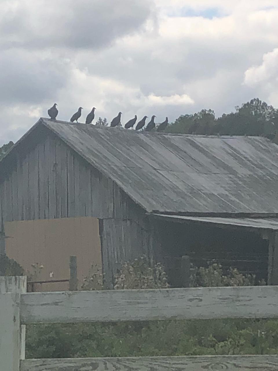 Black vultures hover on the roof of a barn near John Hardin's farm in Scott County. Hardin has lost at least two cows and calves to black vultures, that are much more aggressive than turkey vultures and will attack live animals.