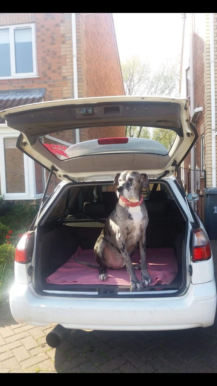 A British Great Dane who loves chicken dinners is thought to be the oldest in the world -- after smashing the previous record by years. Pirate the pooch is 11-and-a-half years old and has been adored by the Valentino family since they rescued him from the RSPCA more than a decade ago. One of the biggest breeds in the world, Great Danes often don't live for longer than six or seven years. But the 5ft 10in giant will be celebrating his 12th birthday in a few months time, and is thought to the the oldest of his breed in the world.